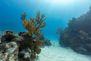 Underwater scene with coral and sandy bottom. © Pete Niesen Photo