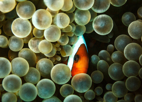 Peaking out from its hiding place in bubble coral Pierogyra sinuosa, a clown anemonefish, Amphiprion ocellaris