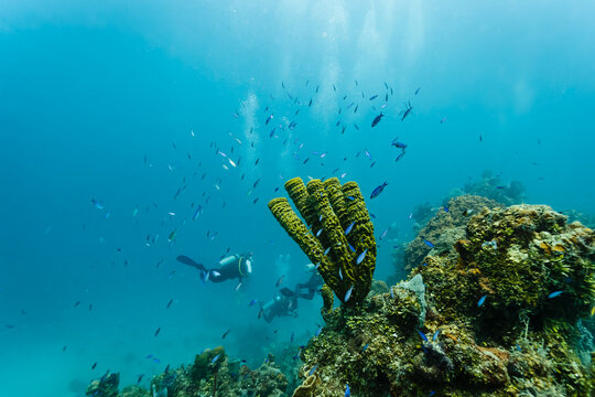 Green tube sponge Aplysina fistularis, and blue fish with scuba divers