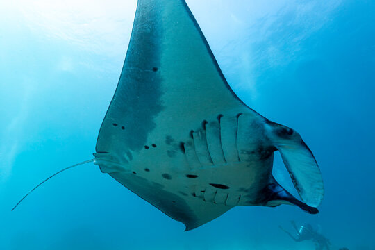A manta ray (Mobula alfredi) swims gracefully in the clear blue ocean waters.