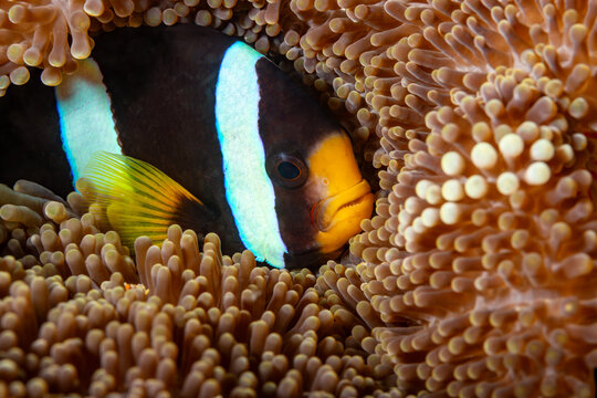 A Clark's anemonefish (Amphiprion clarkii) peeks out from its host anemone.