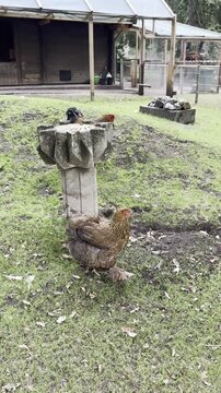 Rooster and hen walking on grass at Tierpark Fauna zoo in Solingen, Germany