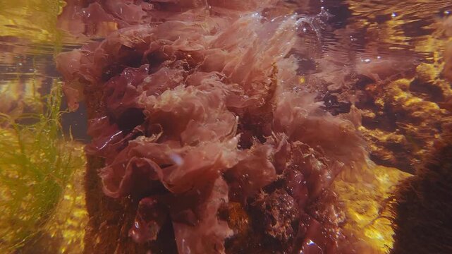 Close-up of vivid pink colors of Red Algae Porphyra swaying in current reflected on water surface in surf zone. Natural algae landscape in intertidal zone (littoral zone).