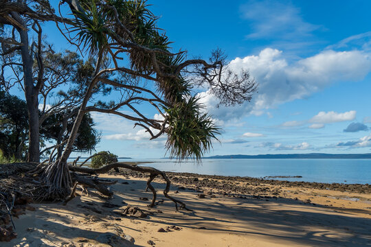 Scenic Norfolk Beach, on Coochiemudlo Island, with Pandanus tree and driftwood. Queensland, Australia 