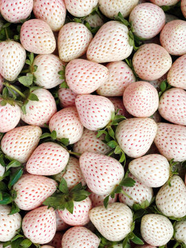 A close-up, overhead view of a large pile of white strawberries. The strawberries are ripe and appear to have red seeds.