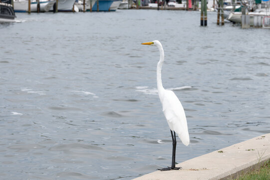 A great egret with a long neck and yellow bill stands on a concrete seawall overlooking marina waters, conveying calm solitude and coastal wildlife near docks and boats.
