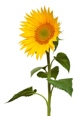 Fototapeta premium Sunflower isolated on white background. Sun symbol. Flowers yellow, agriculture. Seeds and oil. Flat lay, top view