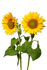 Fototapeta premium Two sunflowers in bouquet isolated on white background. Sun symbol. Flowers yellow, agriculture. Seeds and oil. Flat lay, top view. Bio. Eco. Creative