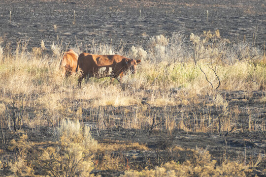 Range cattle grazing in the burned sagebrush of Lassen County, California, amid the mosaic burn pattern of the 2026 Biscar Fire.