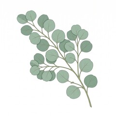 Obraz premium Eucalyptus branch illustration with round green leaves isolated on white background