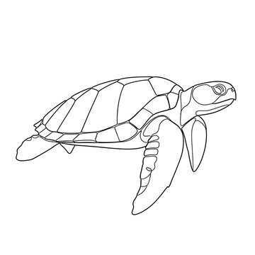 Line Art Sea Turtle Silhouette in Motion