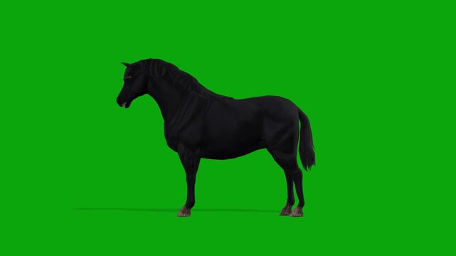 4k Black Horse idle cycle loop side view animation, isolated on Green Screen, 3D Realistic Menorqu&iacute;n horse attention standing on chroma key