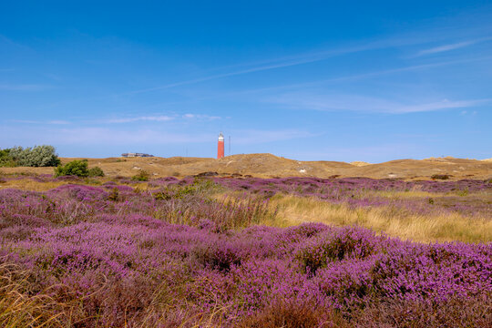 Purple flowers Calluna vulgaris (Heide, Heather, Ling) The sole species in genus of Calluna, Ericaceae family, The Eierland Lighthouse red tower, De Cocksdorp, North Holland, Texel Island, Netherlands