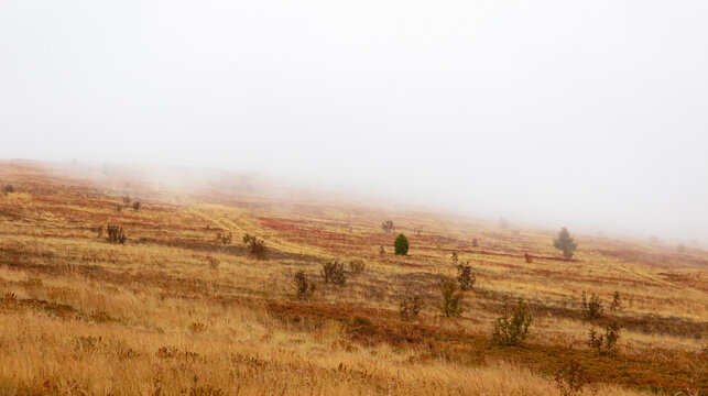 Misty autumn mountain slope in the Carpathian Mountains, Ukraine. Golden dry grass and sparse trees covered by fog in a highland landscape