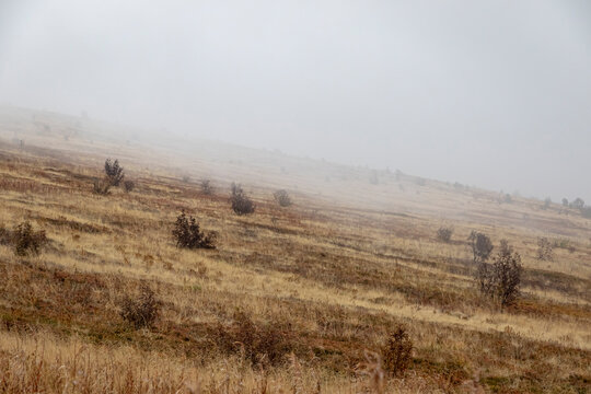 Foggy autumn hillside in Carpathian Mountains, Ukraine. Mountain slope with golden grass, sparse trees and atmospheric misty highland scenery
