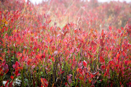 Autumn bilberry blueberry foliage in the Carpathian Mountains, Ukraine. Close-up view of red leaves with colorful fall vegetation in a misty mountain landscape
