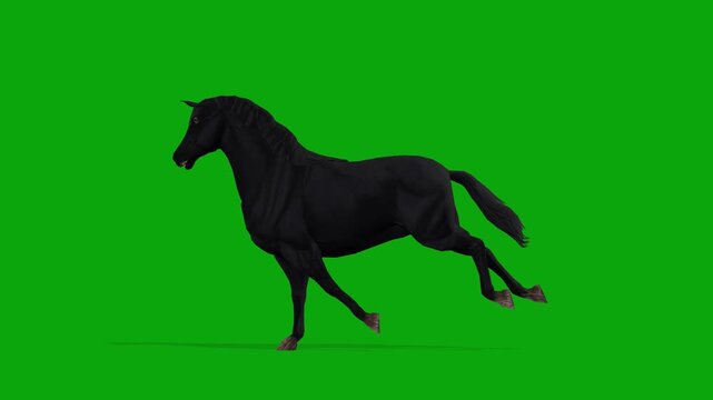 4k Black Horse running cycle loop side view animation, Isolated on Green Screen, 3D Realistic Menorqu&iacute;n horse Galloping Freely on rendering on the chroma key