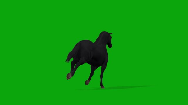 4k Black Horse running cycle loop back view animation, Isolated on Green Screen, chroma key