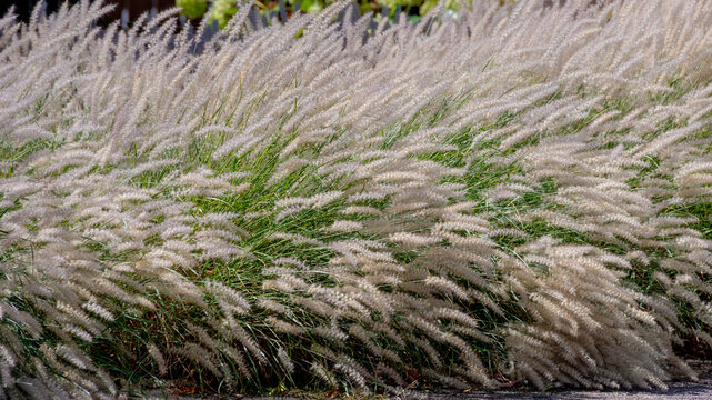 White fluffy flowers Pennisetum orientale or Chinese fountain grass, A perennial ornamental grass prized for its silky, white to pinkish plumes that bloom from summer into autumn, Natural background.