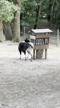Black and white llama grazing near a wooden feeder at Tierpark Fauna zoo in Solingen, Germany