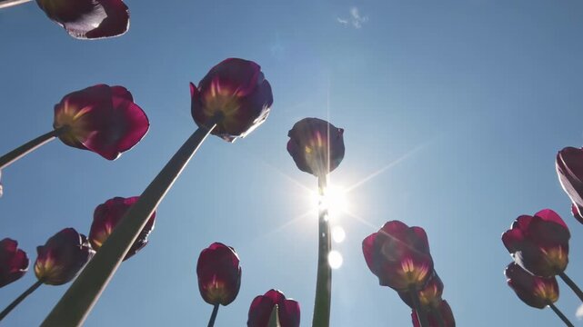 Low angle view of deep maroon tulips against blue sky on bright sunny day, starburst lens flare. Camera moving down from dark burgundy buds passing between flowers, backlit by bright spring sun beams