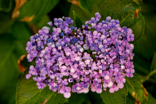 Selective focus bush of Hydrangea macrophylla (Ayesha) flowers, Purple lilac-pink hortensia, A unique variety known for its spoon-shaped, cupped petals, Hydrangeaceae family, Natural floral background
