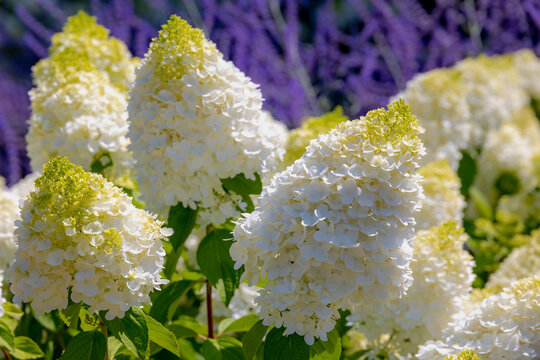Selective focus bushes of Hydrangea paniculata flowers in the garden, White cream hortensia, Panicled hydrangea is a species of flowering plant in the family Hydrangeaceae, Natural floral background.