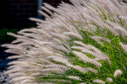 White fluffy flowers Pennisetum orientale or Chinese fountain grass, A perennial ornamental grass prized for its silky, white to pinkish plumes that bloom from summer into autumn, Natural background.