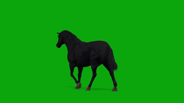4k Black Horse walk cycle loop back view animation, Isolated on Green Screen, 3D Realistic Menorqu&iacute;n horse walking on chroma key