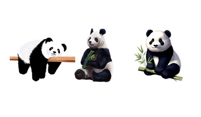 Cute Giant Panda Collection with Bamboo Isolated © Moh