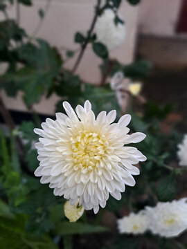 White Chrysanthemum Flower Blooming in the Garden