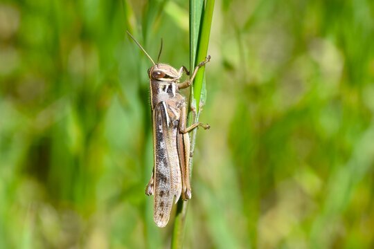 Patanga japonica (Japanese Tsuchi-Inago ). Orthoptera, Acrididae, Patanga. The nymphs are green, while the adults turn brown; they feed on plant leaves.