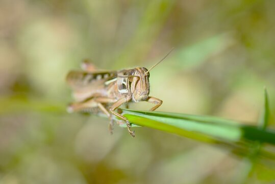 Patanga japonica (Japanese Tsuchi-Inago ). Orthoptera, Acrididae, Patanga. The nymphs are green, while the adults turn brown; they feed on plant leaves.