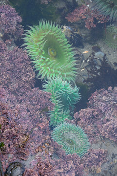 Giant Green Sea Anemone, Anthopleura xanthogrammica, underwater in tide pool and the intertidal zone at low tide, Seal Rocks, Oregon state park, summer vacation road trip
