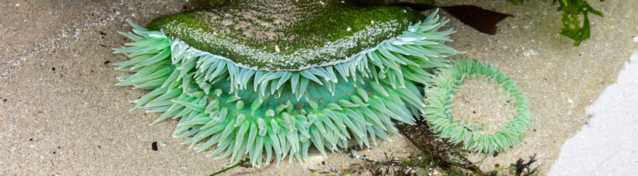 Giant Green Sea Anemone, Anthopleura xanthogrammica, exploring tide pools and the intertidal zone at low tide, Seal Rocks State Recreation Site, Oregon state park, summer outdoor vacation road trip
