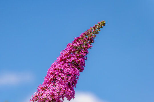 Selective focus of violet pink flowers Summer lilac (Vlinderstruik) Buddleja davidii, Butterfly-bush or Orange eye is a species of flowering plant in the family Scrophulariaceae, Natural background.