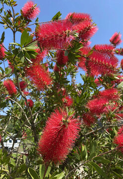 Close Up of Red Bottlebrush Flowers Blooming Against a Blue Sky