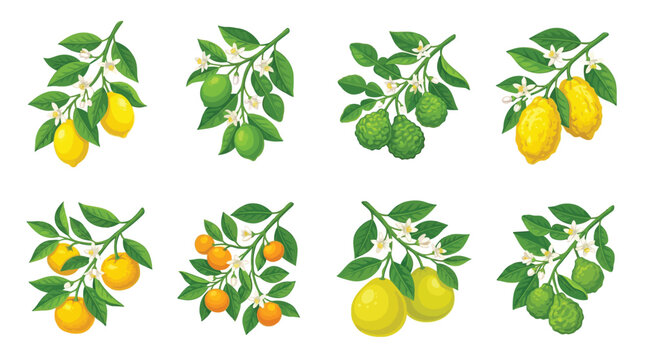Collection of Citrus Fruit Branches with Leaves and Blossoms.