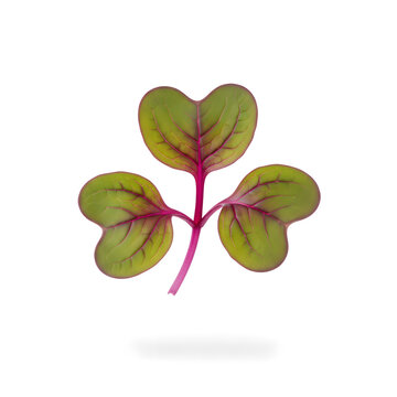 Red Radish Microgreen Sprout Isolated on White
