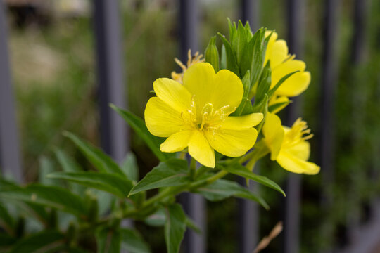 Yellow Evening Primrose Wildflowers Blooming Along a Roadside