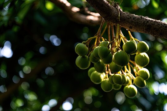 Young green drupes cluster on a tree branch, backlit by sun