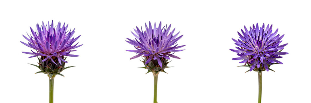 Three purple cornflowers in full bloom stand out against a black background