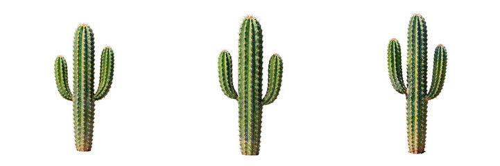 Fototapeta premium Three saguaro cacti stand tall against a stark black background, showcasing desert flora