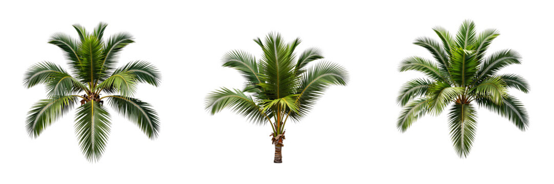 Three tropical palm trees isolated against black background for composite purposes and design
