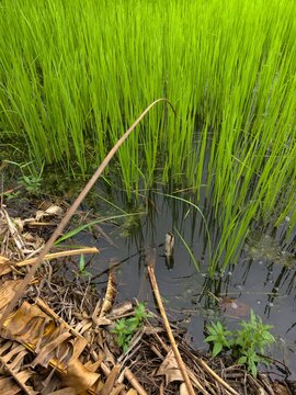 Channa striata eating a hook in a rice field