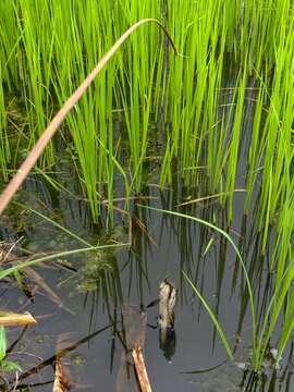 Channa striata eating a hook in a rice field