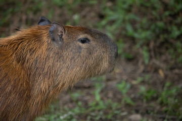 Close-up profile portrait of a capybara head looking away in a natural setting © Adrian Mena