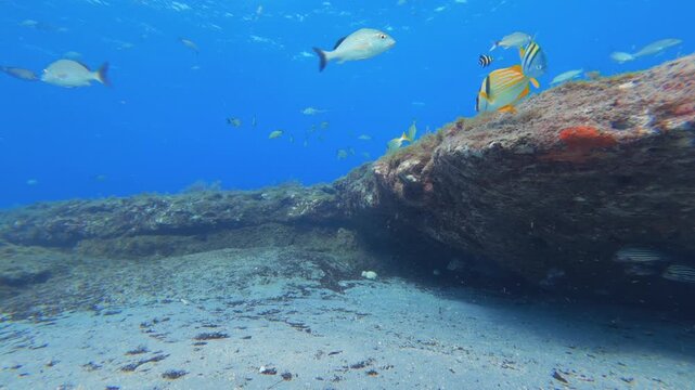 underwater view of coral reef with tropical fish