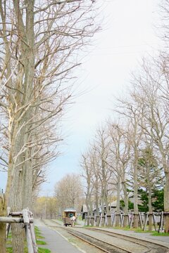 並木道の線路をゆっくりと走る馬車鉄道
