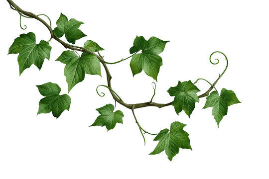 Long trailing ivy vine with fresh green leaves
